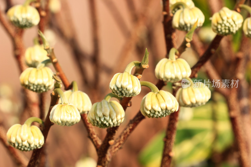 结香花花蕾实拍素材