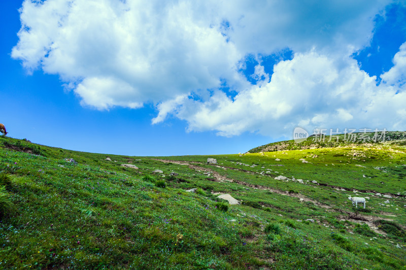 夏季蓝天白云绿色高山草甸群山大气风光