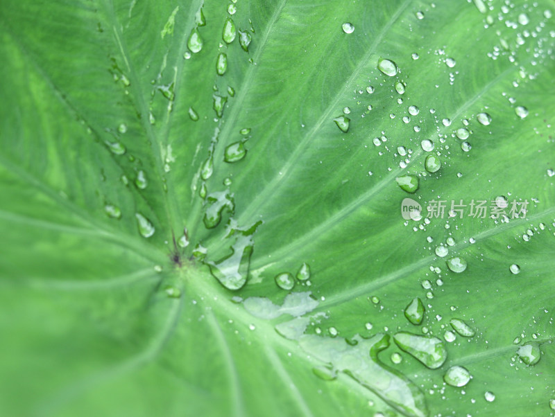 春天绿色的树叶叶子和上面的雨滴水滴露水