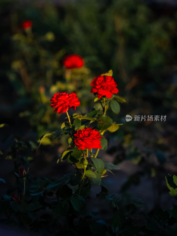 夕阳鲜花