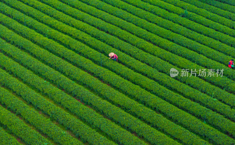 春天的长沙乌山茶场航拍