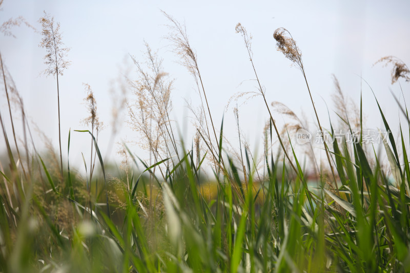 茂盛的野草植物特写在户外