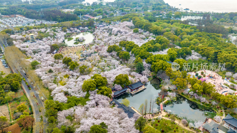 湖北武汉东湖樱花园航拍