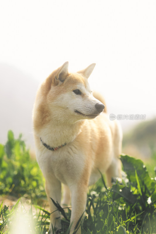 草地上的站立侧脸微笑柴犬