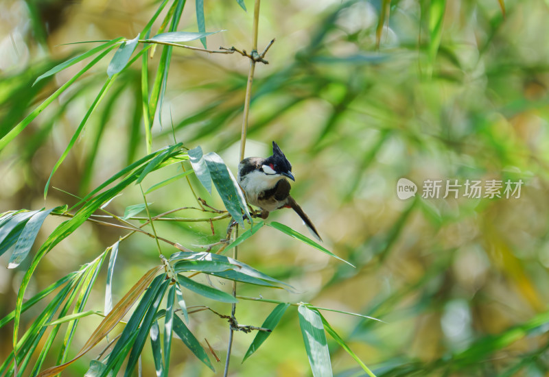 竹林里的红耳鹎