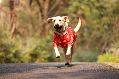 在公园里奔跑的拉布拉多寻回犬