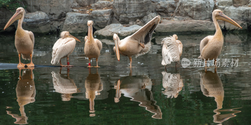 鹈鹕（Pelecanus）