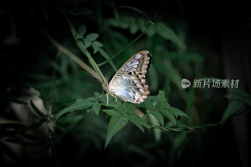 蝴蝶，彩色的昆虫，觅食的蝴蝶