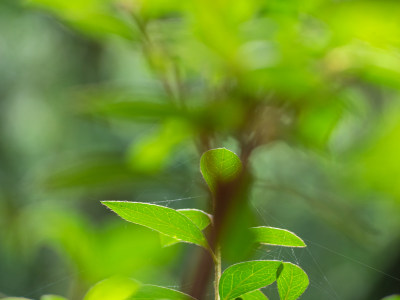 植物在野外生长的特写镜头