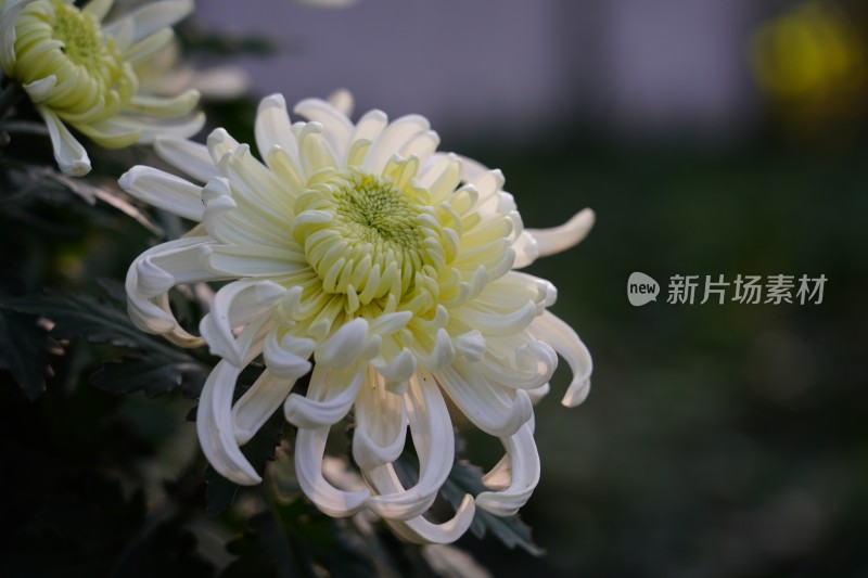 菊展菊花