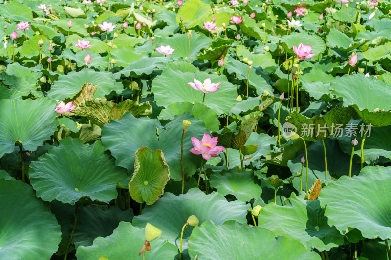 夏日荷塘美景