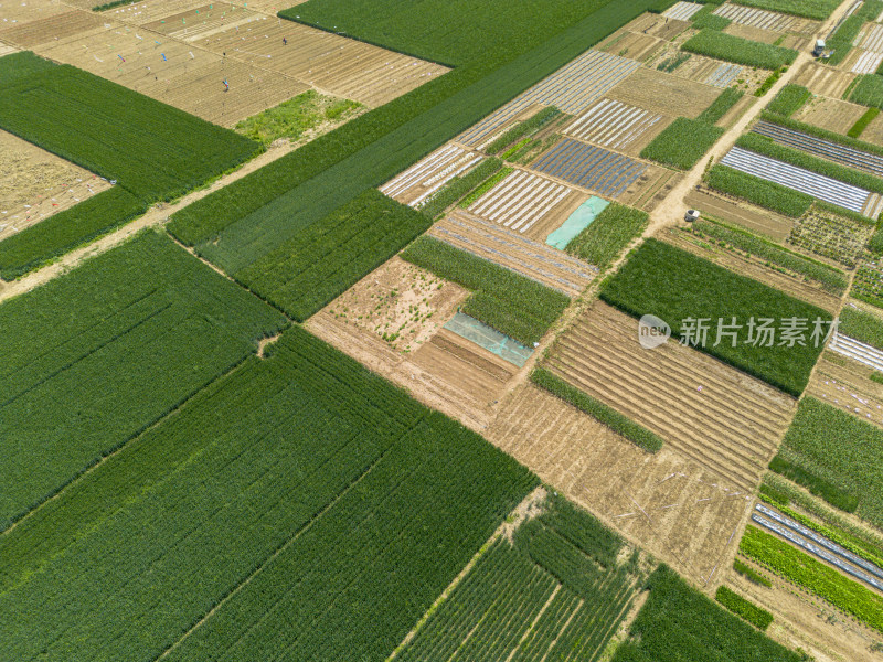 航拍初夏阳光下长势良好大规模种植的麦田