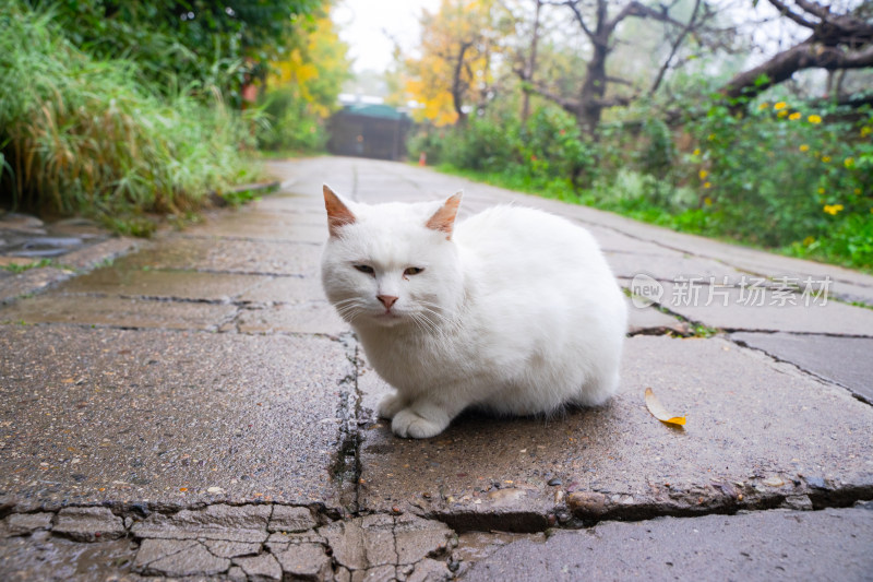 白猫在乡间小路休息