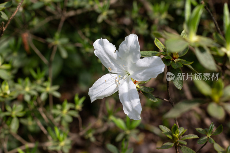 杭州植物园白色杜鹃花特写