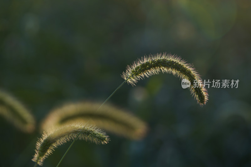 特写秋日植物枝叶