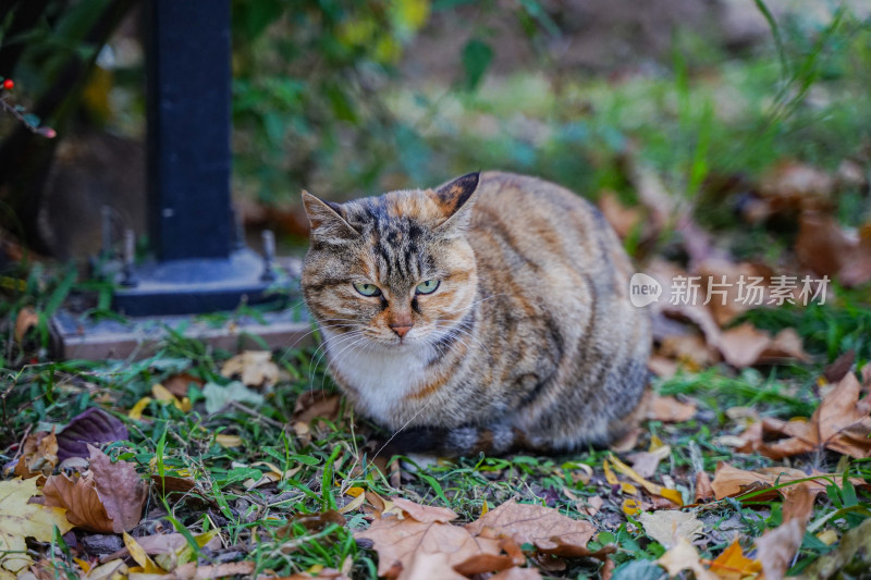 猫在草地上坐着休息自然生态