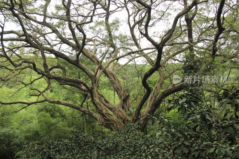 广东广州：海东京畿园