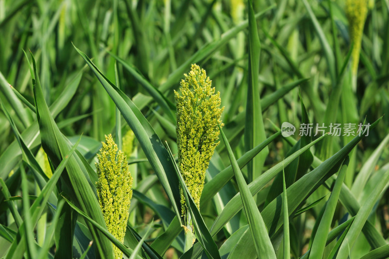 小雨中田地里抽穗的高粱