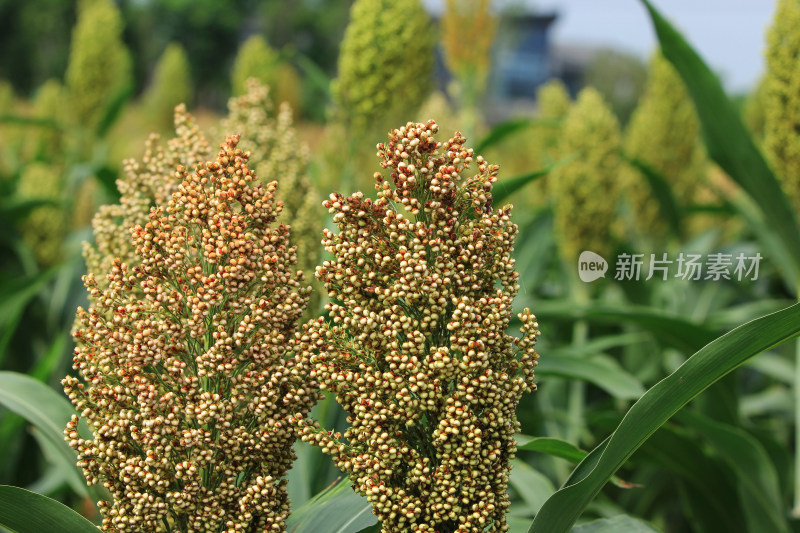 田地里成熟的金黄高粱穗