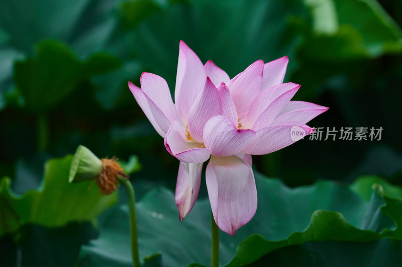 池塘中的荷花