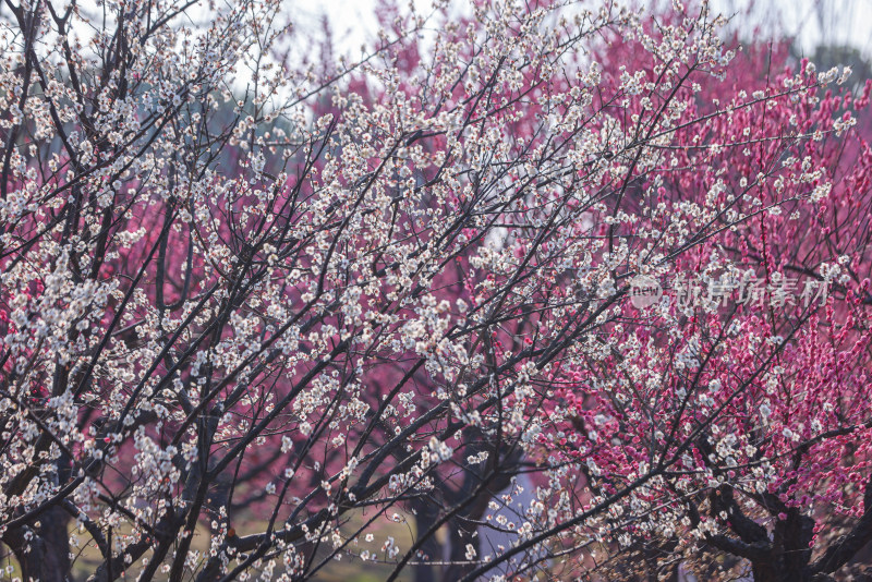 花开海上梅花节