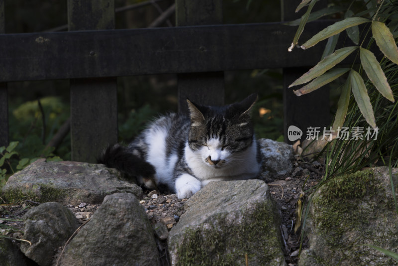 中式庭院草丛中的一只猫