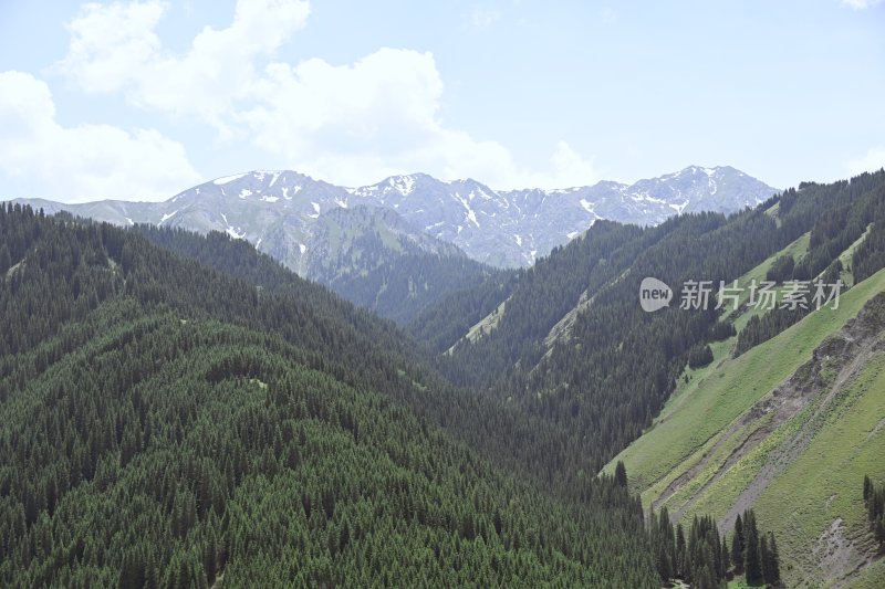 夏塔新疆伊犁草原的牛马和风