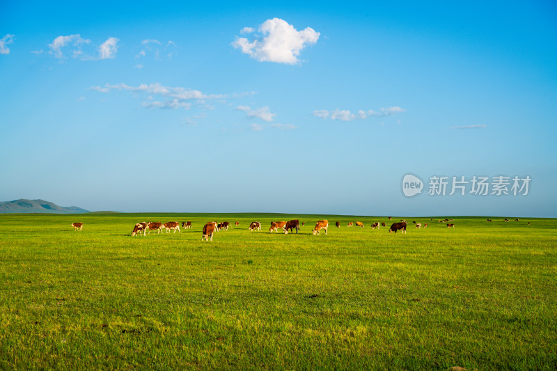 克什克腾旗达达线草原上的牛马吃草