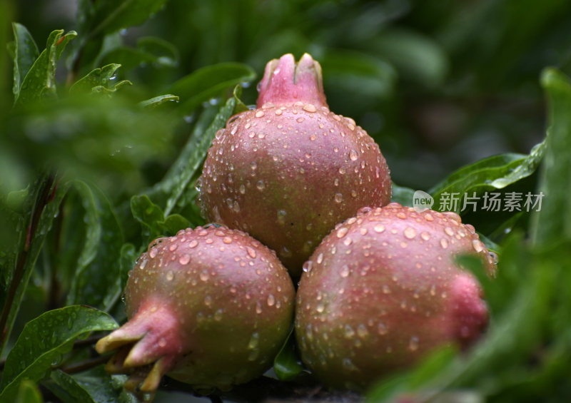 山东枣庄冠世榴园挂满雨珠的石榴幼果