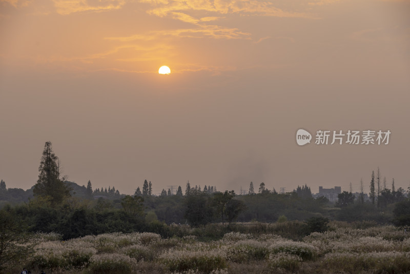 杭州良渚古城遗址公园秋天芦苇日落美景