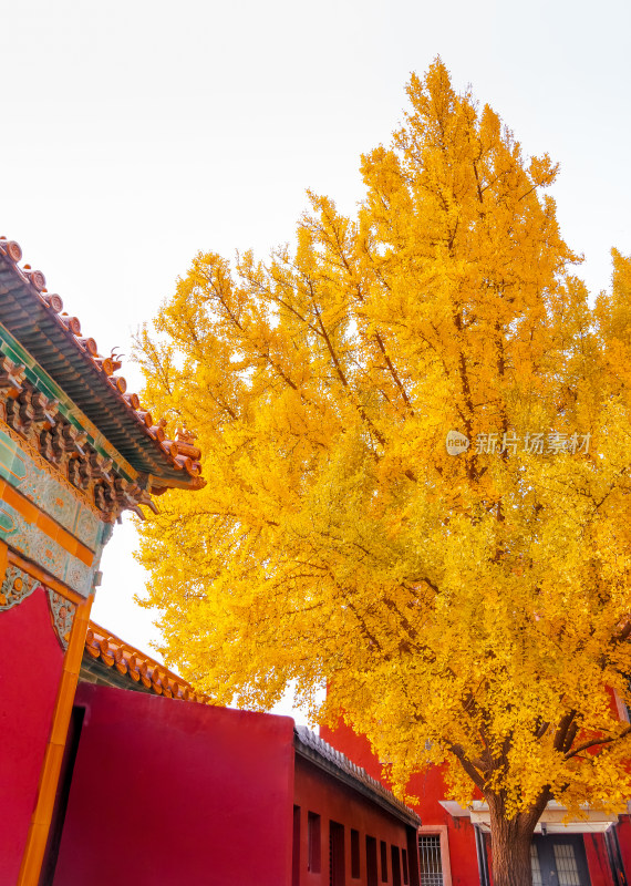 故宫博物院紫禁城东六宫延禧宫风景