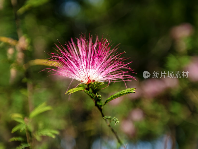 合欢花，粉色合欢