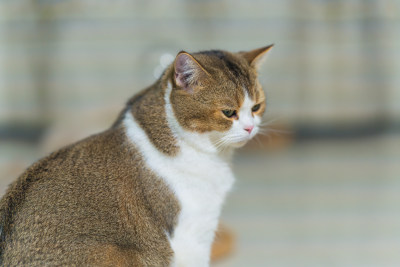 猫在家的特写镜头