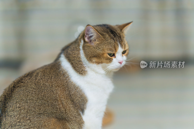 猫在家的特写镜头