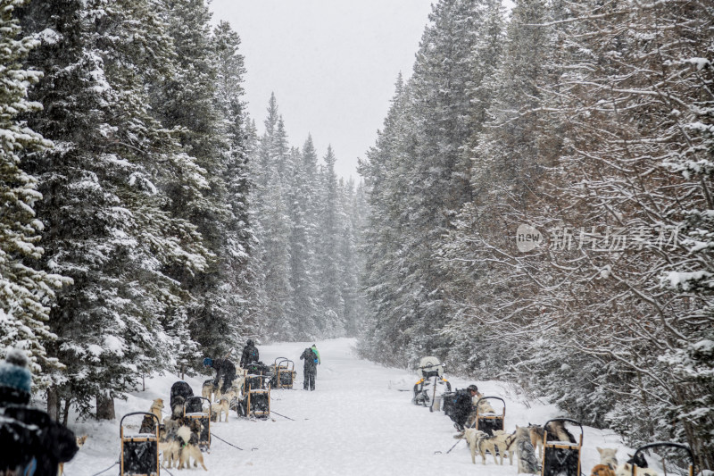 加拿大的狗拉雪橇