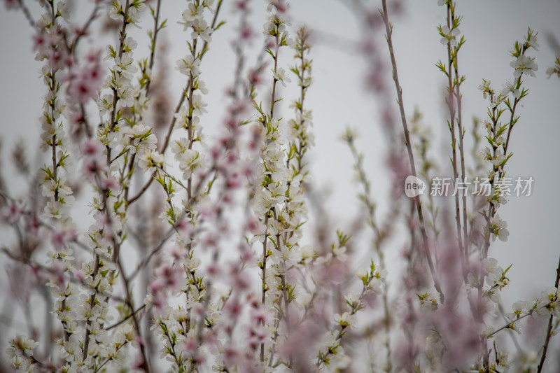 桃树桃花桃树林