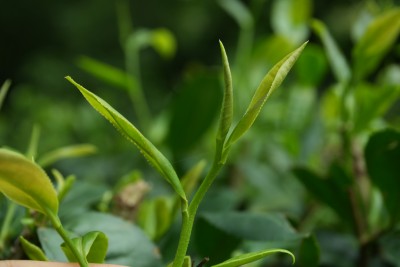 嫩绿的茶叶茶芽特写