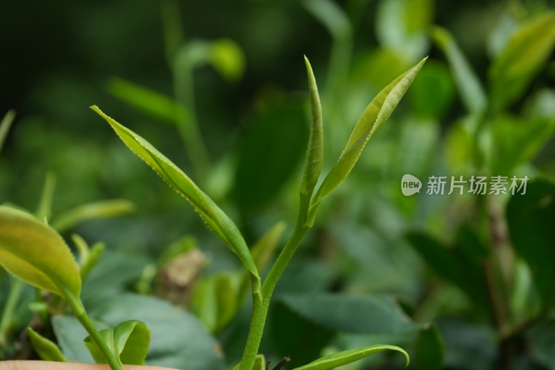 嫩绿的茶叶茶芽特写