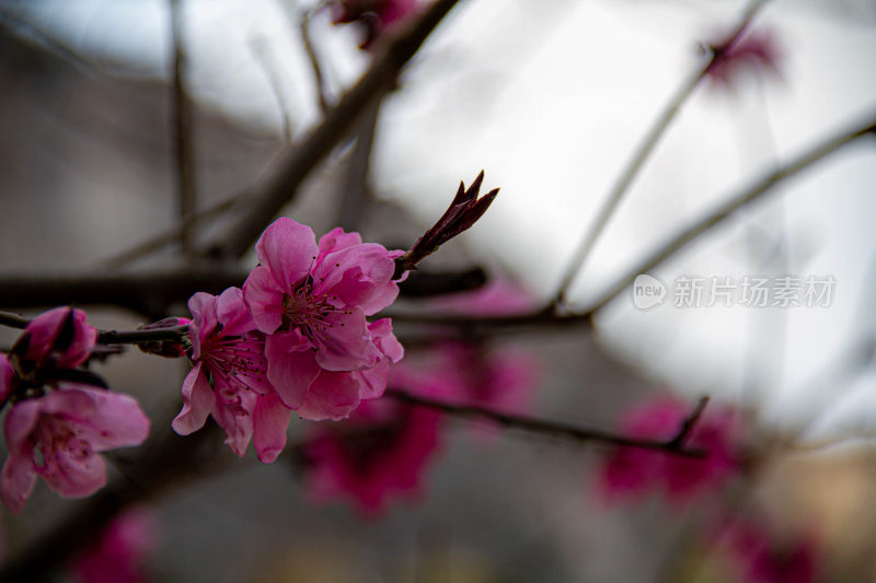 紫叶桃花开