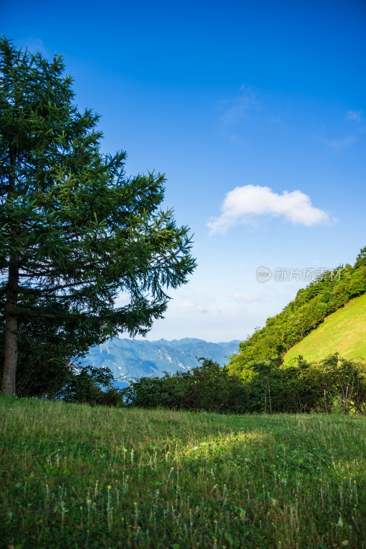 阳光下的草原牧场