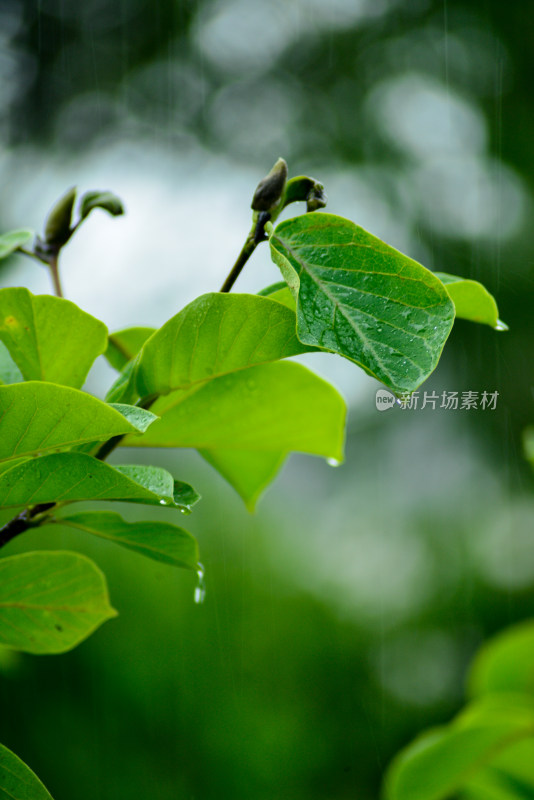 雨天下的绿叶