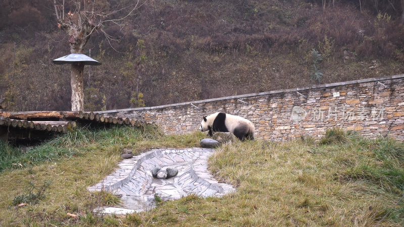 中国四川卧龙熊猫王国