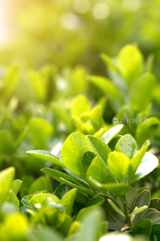 冬青植物叶子特写