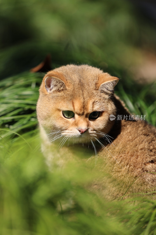 公园草地里的宠物猫金渐层