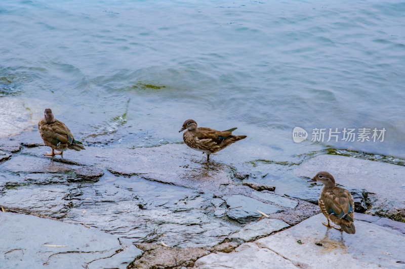 北京北海公园风光