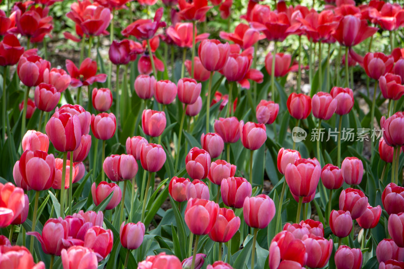 春日粉红色郁金香花海