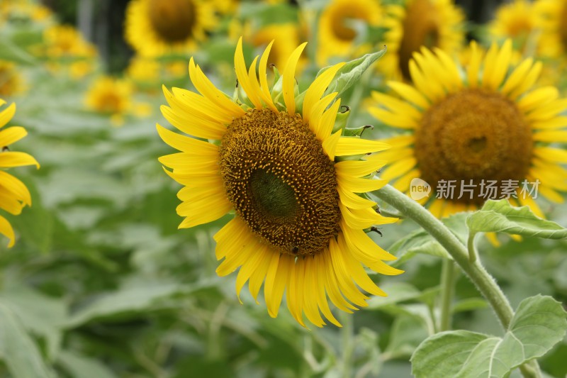 大片向日葵花田绿叶黄花生机勃勃