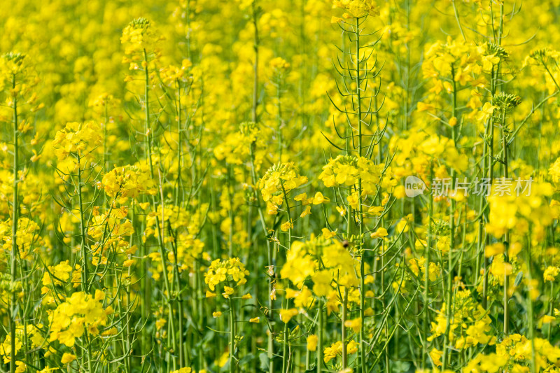 盛开的黄色油菜花田