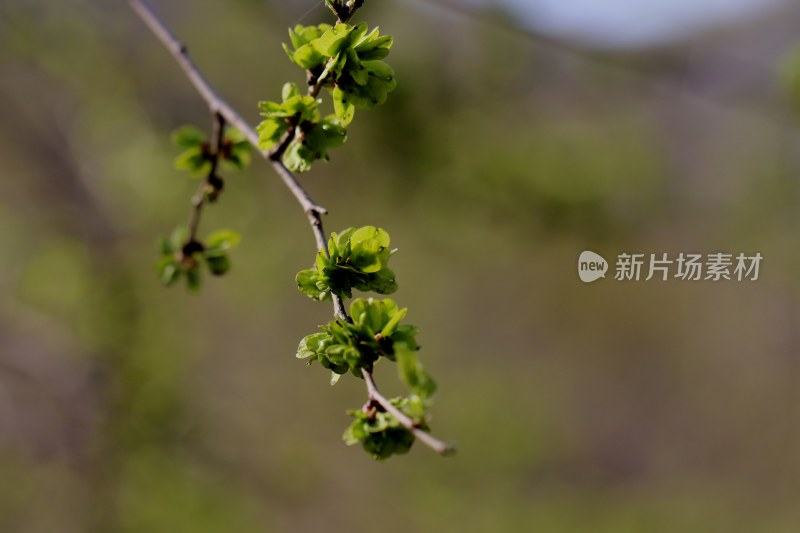 春天榆树长出榆钱