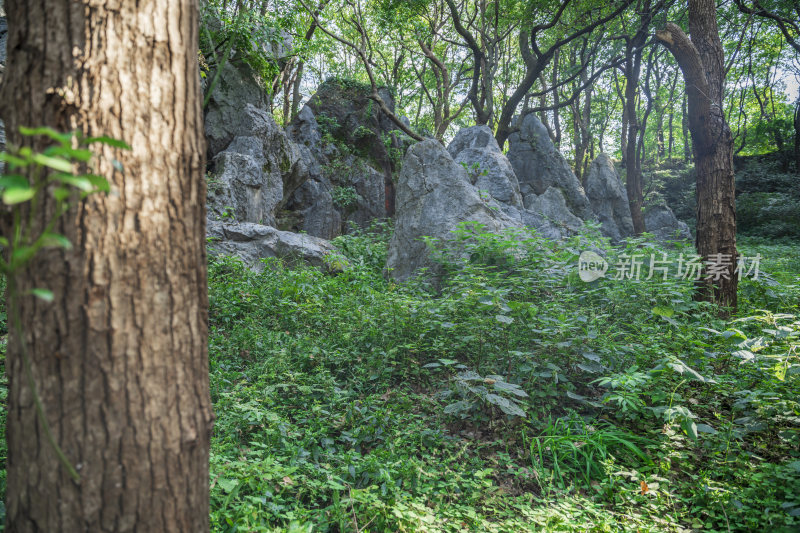 杭州凤凰山景区月岩石灰岩石林